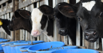 Entretenez les bacs d'abreuvement des veaux